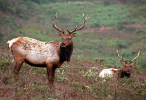 The problems with feeding elk in the West